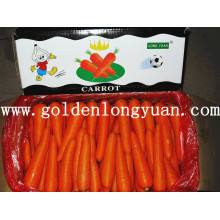 Frische Karotten neue Ernte mit hellen roten Farbe